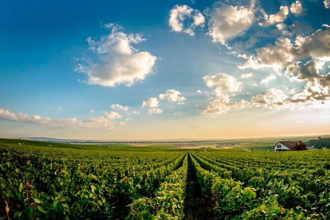 100% Champagne LOVER Tour:1 Iconic house visit+3 tastings & Lunch - UNESCO cellar time and the tastings that teach