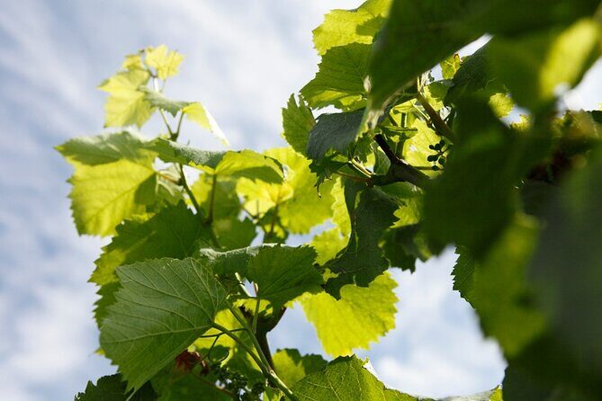 100% Champagne LOVER Tour:1 Iconic house visit+3 tastings & Lunch - Price and group size: when this tour feels like value