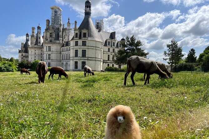 3 Loire Valley Castles and Wine Tasting Private Guided Tour - Château de Chambord: Francis I, 440 rooms, and that impossible staircase