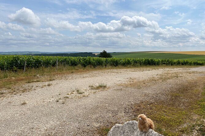 Burgundy Wine & Cheese Tasting Private Day Trip 15 glasses - Cheese pairings: why they matter on a long tasting day