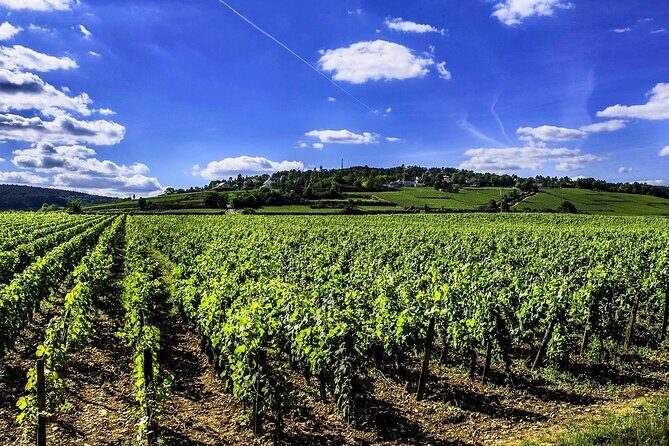 Chablis 20 Exquisite Wines Tasting Trip in Small-Group from Paris - Stop 5: La Chablisienne (or Domaine Baptiste)—final tastings and the last classification push