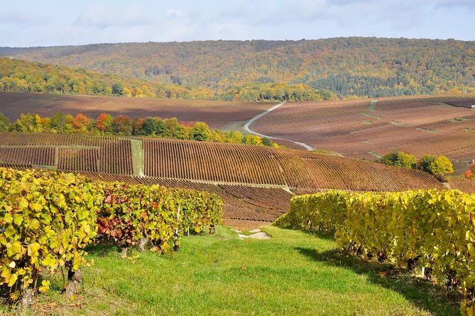 Champagne Area Small-Group Tour including a Top Champagne house & Family Winery - Key highlights worth planning for