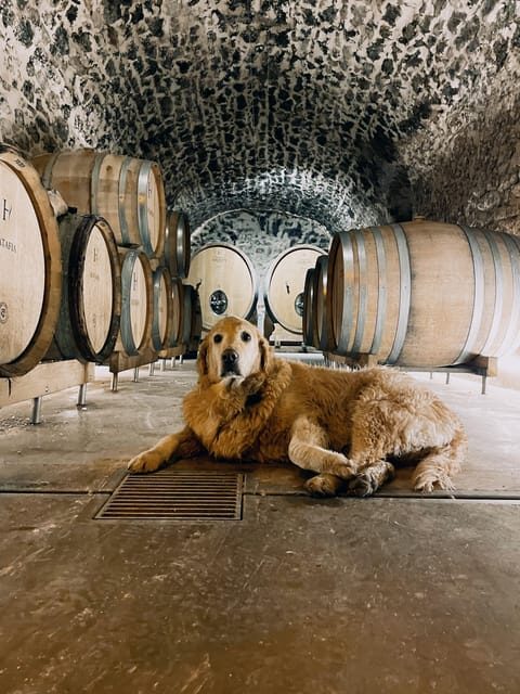 Champagne Cellar Experience: Explore our historic cellars - Tips to get more out of your one-hour visit