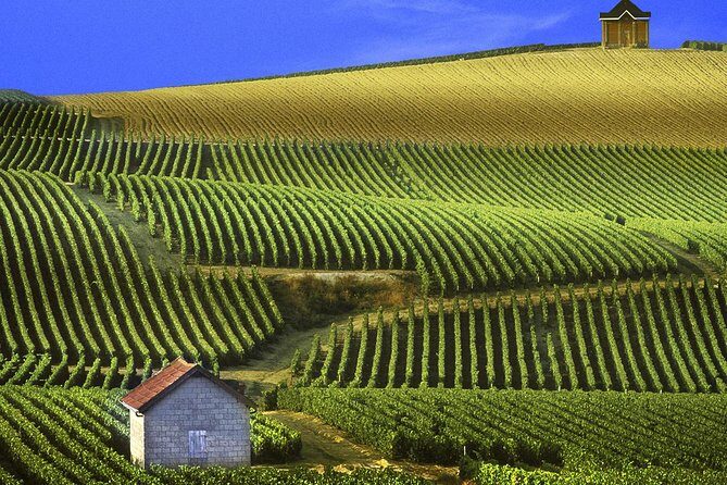 Champagne Day Tour with Reims, Cellars Visit & Champagne Tasting from Paris - Notre-Dame de Reims: stained glass, royal facades, and a timed visit