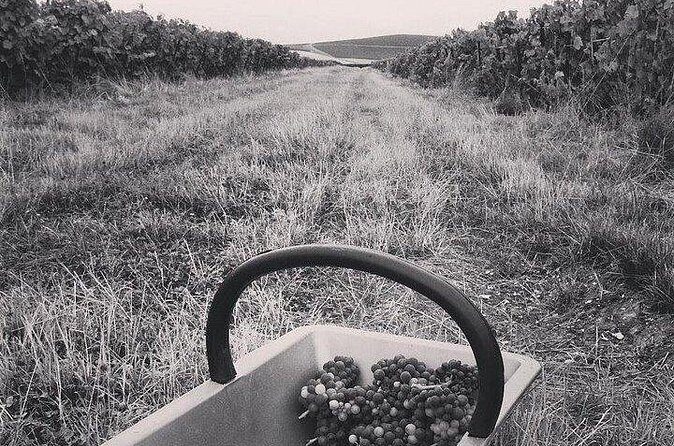 Champagne Lamiable: Stroll and taste in the Grand Cru Champagne vineyard - Price and value: is $66.08 worth it?