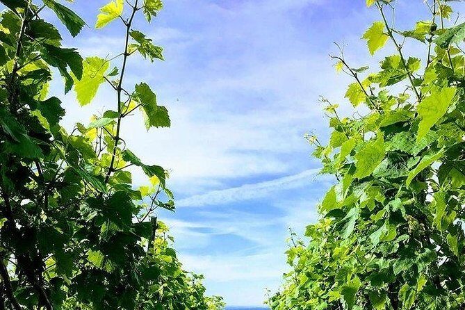 Champagne Lamiable: Stroll and taste in the Grand Cru Champagne vineyard - The tasting moment: 3 original cuvées you can compare in real time