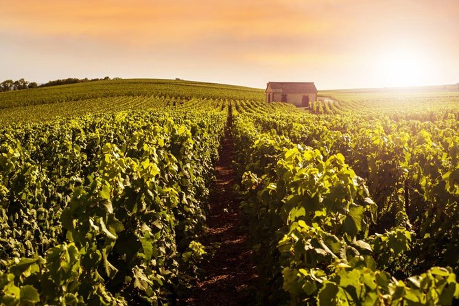 Champagne Moet and Chandon Private Tour with Tastings from Reims or Epernay - Damery at J. de Telmont: Family-Run Producer and a Strong Finish