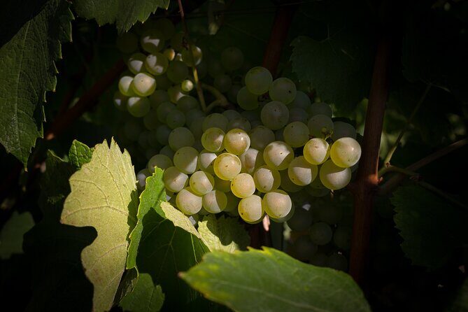 Champagne Tasting Tour Day Trip From Paris - Villers-sous-Chatillon Small Producer: Often the Favorite Stop