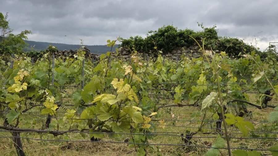 Champagne Vineyard Experience: Delve into the terroir - Who should book this tour (and who might skip it)