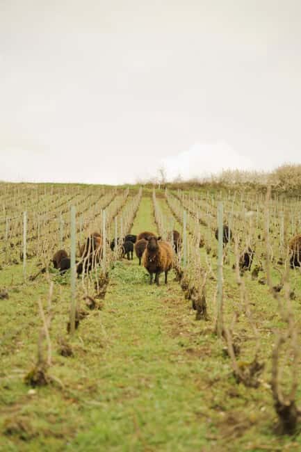 Champagne Vineyard Experience: Delve into the terroir - Down into the cool depths: why the cellar part matters