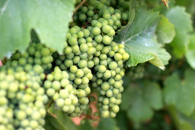 Champagne VIP Day Trip from Paris With Local PRIVATE Wine Expert Guide - What’s included (and what that means for your budget)