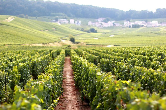 Champagne VIP Day Trip from Paris With Local PRIVATE Wine Expert Guide - Stop 1 in Champagne-Ardenne: morning vineyards and techniques