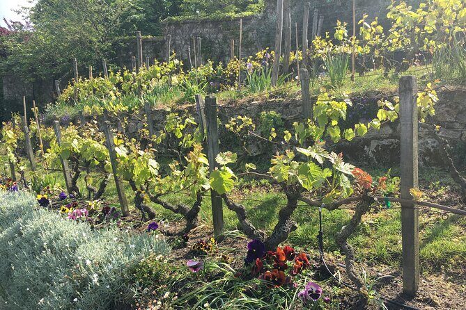 Clos Montmartre 'Paris in your Glass' Wine Tasting - Square Suzanne-Buisson: a grapevine lesson in miniature