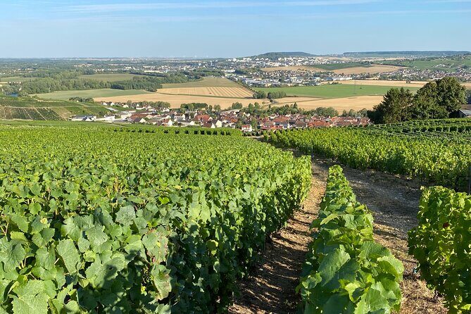Exclusive Champagne Cellars & Dom Perignon Vineyards tour - The guide and sommelier factor: why it matters more than you think