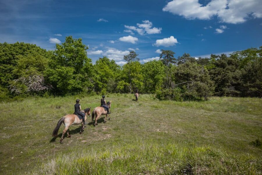 Fontainebleau : Horse-riding, Gastronomy & Château - Fontainebleau in one day: why this works from Paris