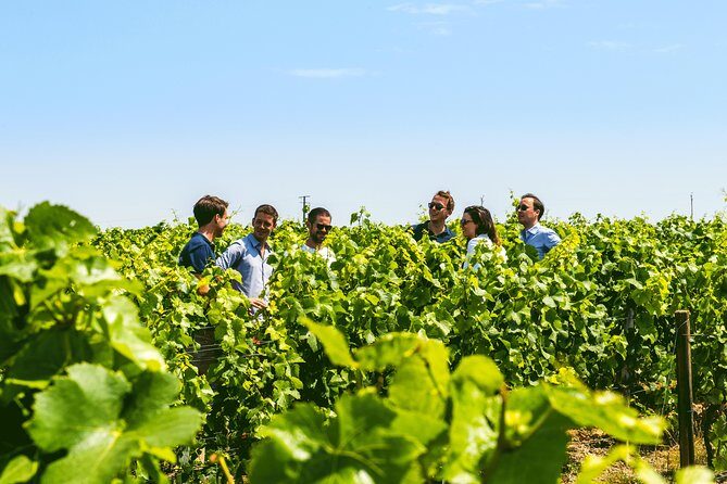 From Epernay: Champagne Small-Group tour with tastings & Lunch - Price and value: what $260 buys you here