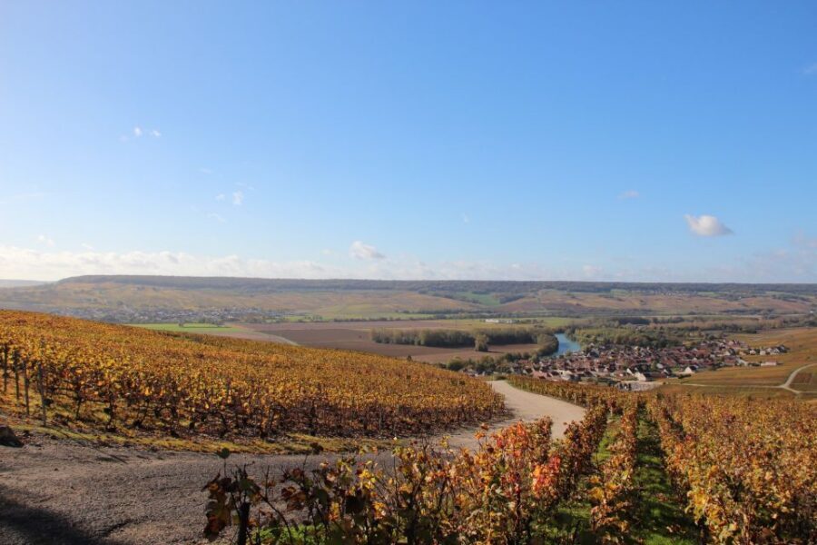 From Paris: Prestige Champagne Tour and Tastings - Boutique producer tasting: the fun part you’ll remember later
