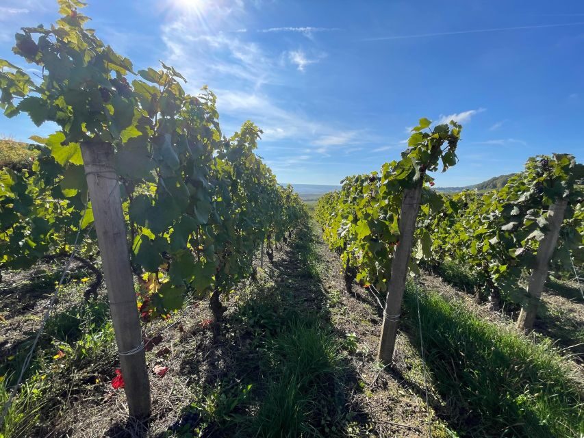 From Reims/Epernay: Champagne half-day tour (small group) - Six Tastings, Real Terroir Talk