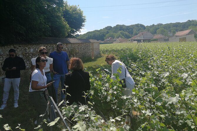 Full-Day Private Champagne Tasting in Reims and its Vineyards - Mailly-Champagne vineyards and the second cellar tasting