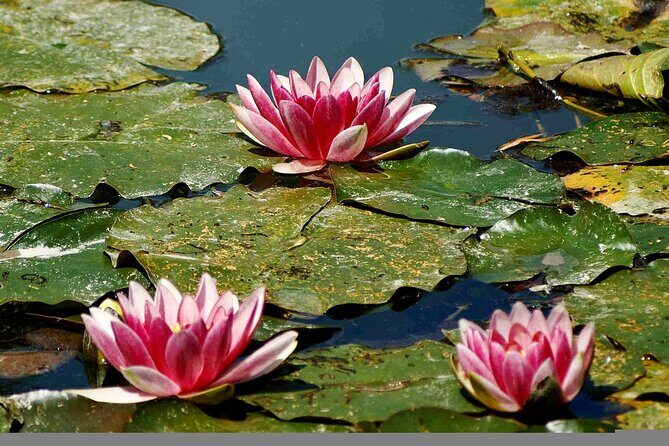 Giverny Half-Day Small-Group Tour from Paris – Max 7 Guests - Giverny Village Time: Walk, People-Watch, and Optional Art Stops