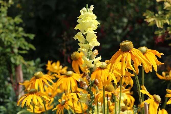 Giverny Private Half-Day Trip including Claude Monet' Gardens & House from Paris - A Short Breather in Giverny Village: What 30 Minutes Buys You