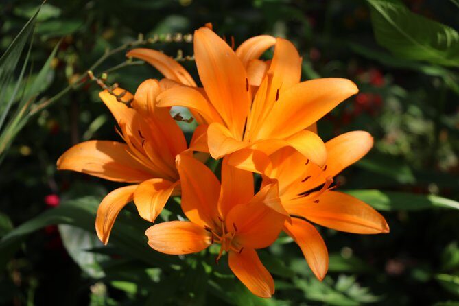 Giverny Private Half-Day Trip including Claude Monet' Gardens & House from Paris - Who This Private Monet Trip Fits Best