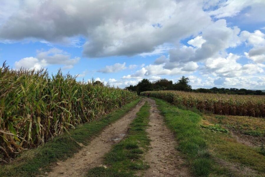 Hiking Adventure in Van Gogh's footsteps (6 miles walk) - Auvers-sur-Oise: Where the Story Lands and You’ll See Details You Might Miss