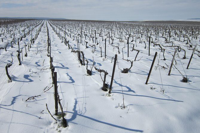 Let's take a walk in the vineyards - Starting point in Mailly-Champagne: how to get ready