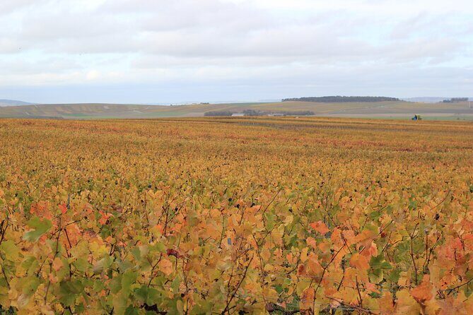 Let's take a walk in the vineyards - Who should book this vineyard walk (and who might not)