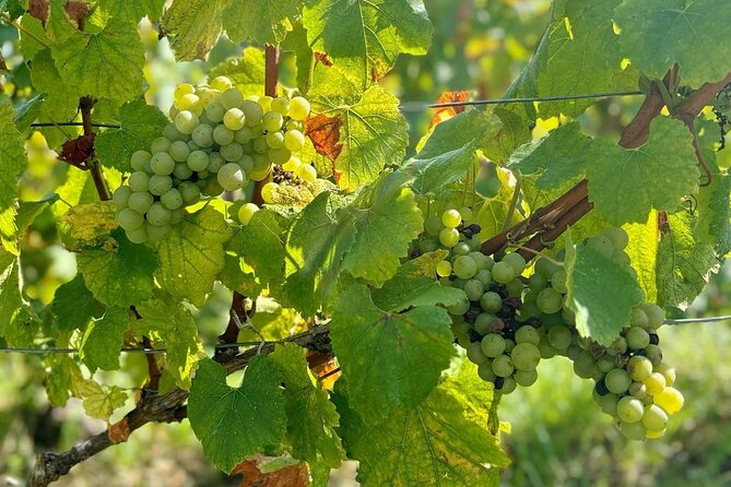 Loire Valley Chambord Castle and Wine Tasting from Paris - Paris Pickup and the Morning Ride That Sets Up the Wine