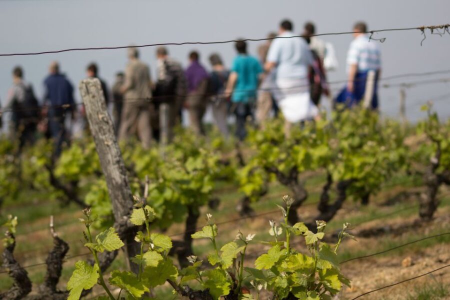 Loire Valley: Vouvray Vineyard Tour and Wine Tasting - Vineyard walk in Vouvray: the appellation rules you’ll actually care about
