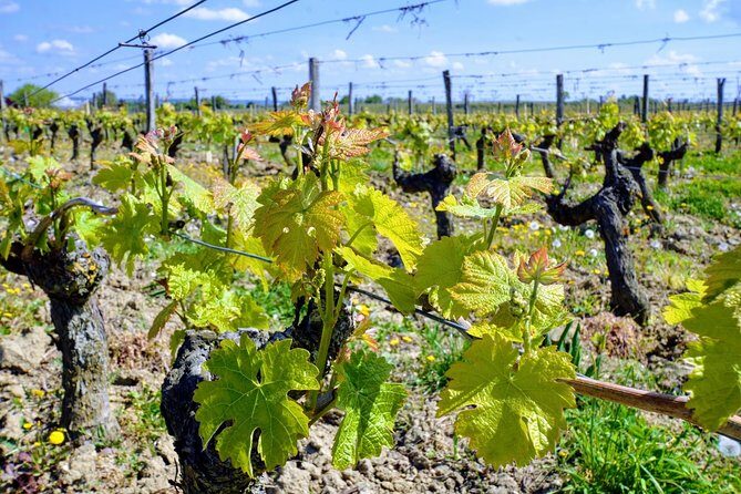 Loire Valley Wines and Castle Small Group Day Trip from Paris - Cellar temperatures and what to wear