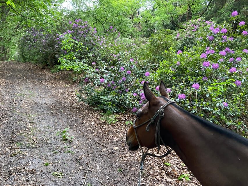 Paris: Aumont-en-Halatte Horseback Riding Tour - Key things I’d bet on