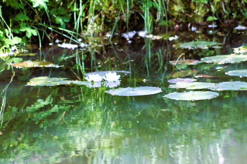 Paris: Giverny Gardens Day Trip with Professional Tour Guide - What to bring (so your feet and photos stay happy)