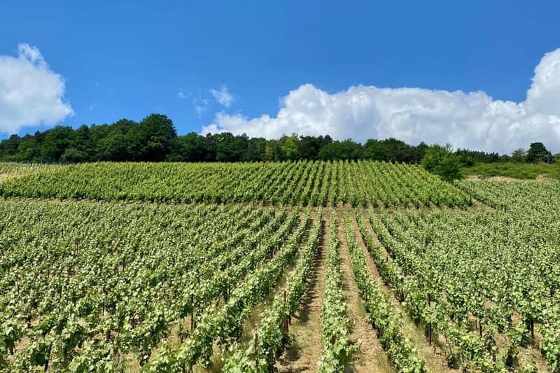 Paris: Ruinart and Veuve Clicquot Champagne Tour by Mercedes - FAQ