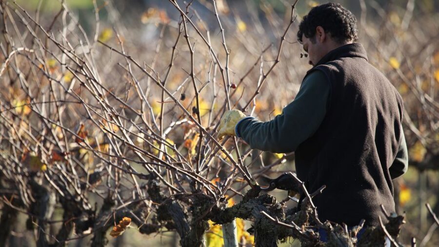 Paris: Two Reims Champagne Vineyards with Tastings and Lunch - Reims first: La Porte de Mars and the cathedral area