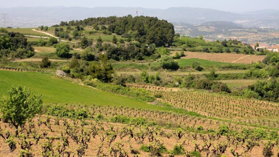 Paris: Two Reims Champagne Vineyards with Tastings and Lunch - Break time in the middle: don’t skip it