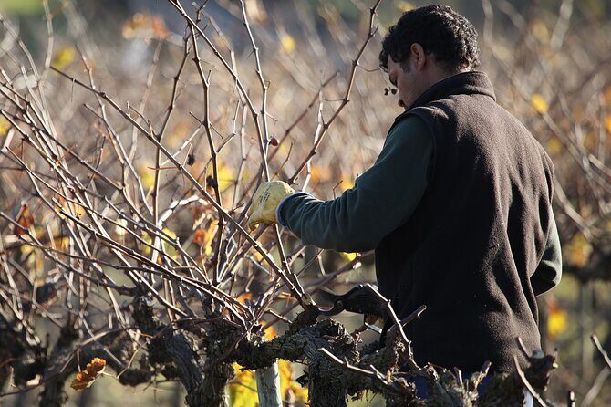 Private Champagne Day Trip - Two Vineyards of Reims & Lunch - Reims city time: medieval sights plus the WWII layer