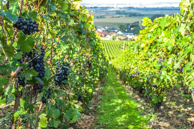 Private Champagne tour, family growers and lunch - Hautvillers and the Dom Pérignon connection