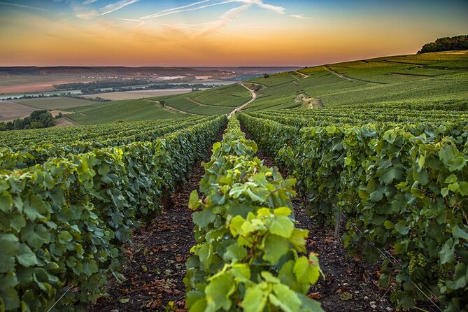 Private Champagne Tour Veuve Clicquot, Moet & Chandon from Reims - Two Champagne Houses and Reims Cathedral, stitched into one smooth day
