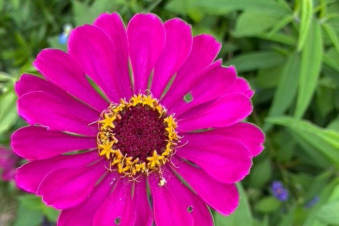 Private Giverny Roundtrip and Entrance Ticket from Paris - What Your Day Will Look Like, Step by Step