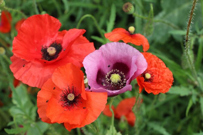 Private Giverny Roundtrip and Entrance Ticket from Paris - Who Should Book This Giverny Private Day Trip?