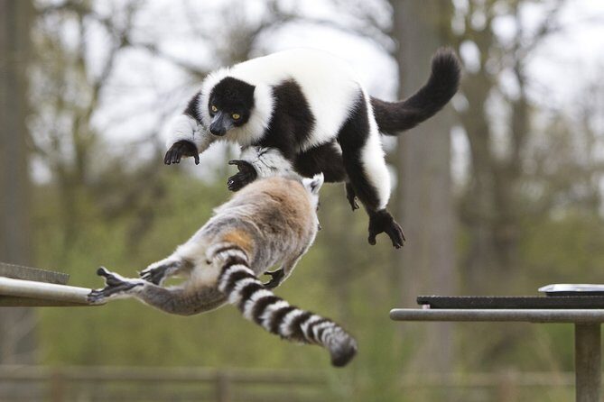 Private Return Transfer Thoiry Zoo Safari from Paris - Private hotel pickup from Paris: the real value
