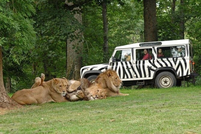 Private Return Transfer Thoiry Zoo Safari from Paris - The drive and timing: make the morning count