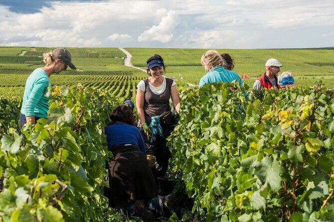Private tour of the Champagne area, meet local producers and taste their Champagne, start from your hotel in Paris. - Guides Matter: When Great Storytelling Changes the Tasting