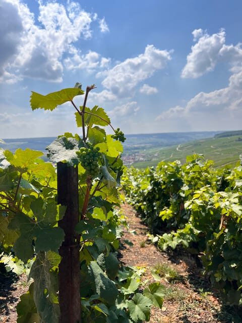 Reims/Epernay: Champagne Day Tour with Tastings - From Epernay meeting point to an 8.5-hour Champagne route