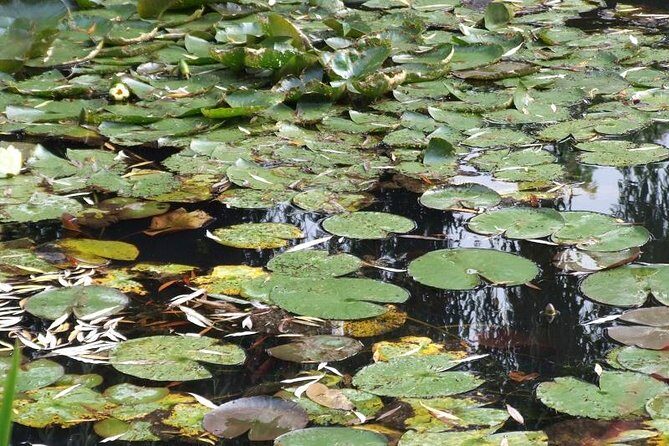Versailles and Giverny Tour Hotel Pickup - Versailles gardens: the best kind of free time