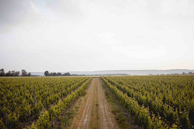 Vineyard tour and wine tasting in Davron - Key takeaways before you go