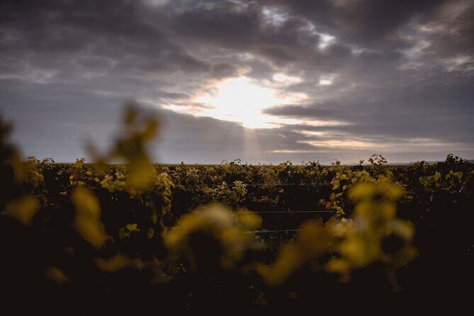 Vineyard tour and wine tasting in Davron - Walking the vineyard: why an outdoor guide is part of the learning