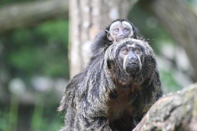 Zoo Of Beauval - Private Trip - Key takeaways before you go